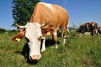 Grazing Cow