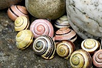 Snail Shells