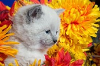 Cute Kitten and Flowers