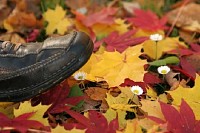 Walking on Foliage