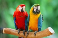 Couple of Beautiful Macaws