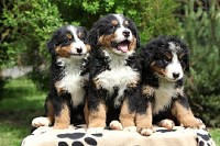Three Bernese Mountain Dog Puppies