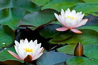 White Yellow Lotus Waterlily