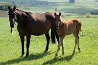 Horse and Foal