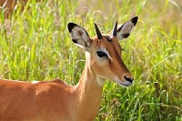 Thomson Gazelle