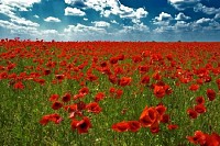 Red Natural Carpet