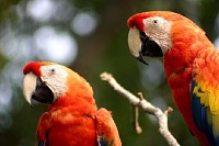 Two Parrots