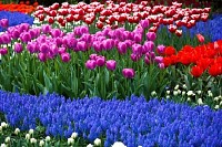 Tulip Flowers Blooming