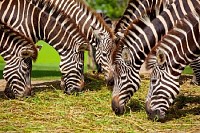 Zebras Eating