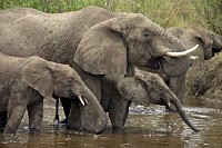 African Elephant in the Park