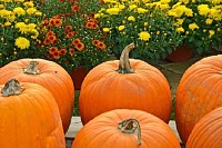 Pumpkins with Fall Mums