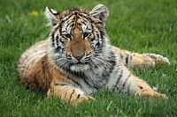Young Cub