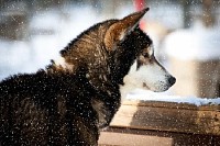 Husky Dog in Snow