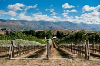 Vineyard in Gibbston Valley, California, USA