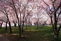 Cherry Blossoms in DC