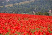 Poppy Field