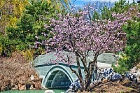 Japanese Garden