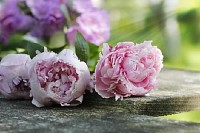 Peonies on Wooden Plank