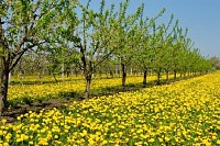 Apple Trees