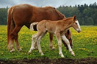 Mom and Three Days Foal