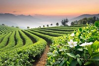 Tea Plantation
