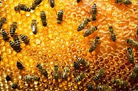 Bees on Honeycomb