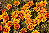 Cluster of Yellow and Orange Flowers