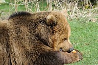 Brown Bear Eating