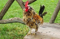 Chicken