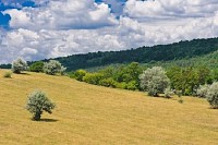 Rural Landscape