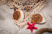 Clams