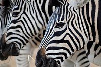 Zebras