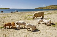 Pig With her Piglets on a Beach