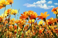 Flower Field