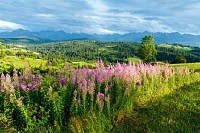 Summer Mountain Country View