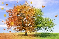 Season Tree