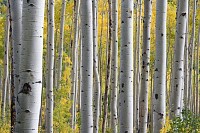 Trees in the Forest