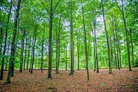 Green Forest