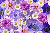 So Many Flowers