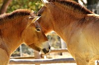 Two Horses