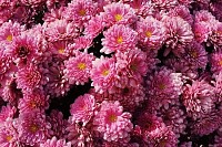 Flowers Blossom