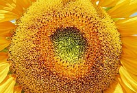 Sun Flower Closeup