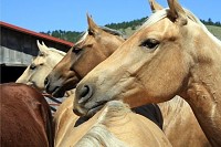 Horses