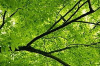 Canopy Tree