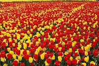 Tulips Field