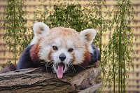 Cute Bear