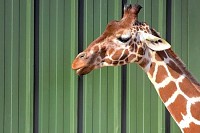 Giraffe On The Go