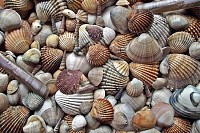 Seashells