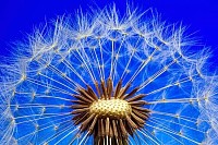 Dandelion Seeds