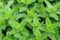 Moroccan Mint